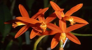 Orquídeas Cattleya - Cómo Cuidarlas en 7 Pasos