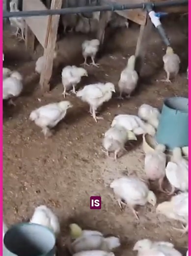 Saudi Arabia has temporarily halted poultry and egg imports from France and Poland 🐔🚫 The move is a precautionary measure after outbreaks of avian influenza and Newcastle disease. Heat-treated products with proper health certificates are still allowed. #thatsaudipage #SaudiArabia #FoodSafety #PoultryImports #PublicHealth