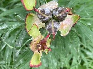 Gardening: How to prevent powdery mildew disease on outdoor plants