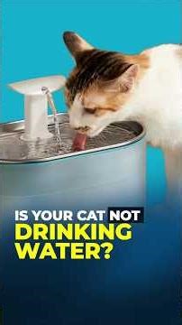 How to fix cat dehydration #cat #pets