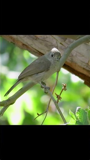 Oak Titmouse Simple-series Song (male) #birds #california