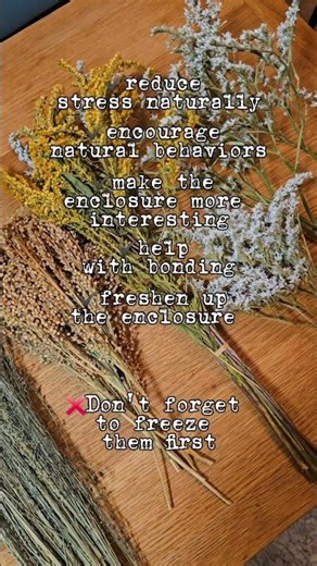 Natural Hamster Sprays: 5 Reasons Why You MUST Get Them! 🌿