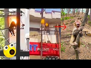Stupid monkeys climb on high voltage electricity, end up being burned by the electricity