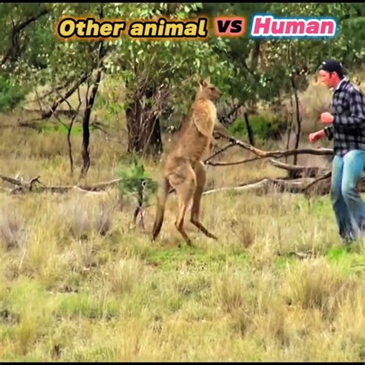 ⚡🦁 Terrifying Animal vs Human Encounter☠️🔥
