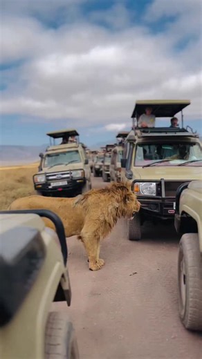 Tanzania Destination on Instagram: "12-Day Luxury Tanzania Family Safari & Beach Lesser known than their northern counterparts, the Selous & Ruaha can boast Africa’s largest animal populations. The diversity of landscapes— from desert-like savannah to wetlands, and from rocky outcrops to Baobab trees offer ever-changing points of interest and also translate into a wide array of A-list wildlife. Fun game drives and exciting boat safaris add to the adventure, making this a natural choice for famil