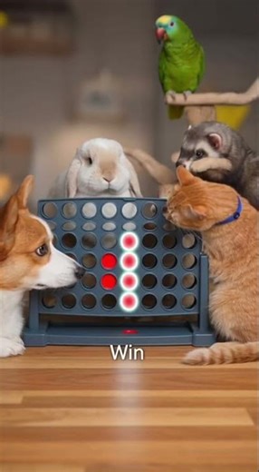 Cats & Corgi: Perfect Four-in-a-Row 😺 #funnyanimals #perfectloop #shorts