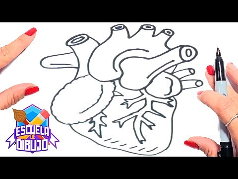 How to Draw a Human Heart - ❤️ Drawing a Human Heart ❤️