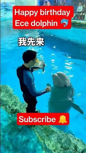 "A Dolphin Birthday Party You HAVE to See! 🐬🎂"