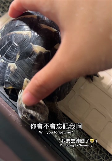 當你看到這隻影片時我人已經在德國了 乾剪這小廢片還剪到哭 我才剛來幾天我就想我的家人還有皮皮了 想宣導一下養烏龜真的是很大的責任 畢竟烏龜可以活很久 兩年前我也沒想過我有機會去德國交換半年 因為帶皮皮去德國會有太多程序跟不確定性所以最後決定把皮皮留在台灣由我媽照顧（謝謝媽媽） 所以之後更新的影片都會是皮皮的舊片庫存 可能兩個禮拜才更新一次之類的 抱歉各位愛皮皮的粉絲們可能要半年後才能看到新皮了 - #fyp #tortoises #赫曼陸龜 #陸龜🐢 #烏龜皮皮