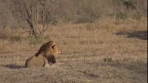 A magical morning roar | Wildearth