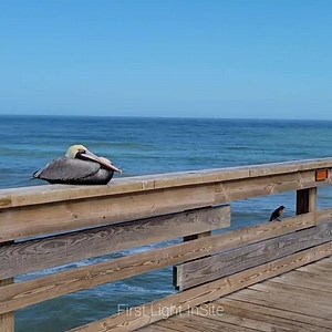 262K views · 679 shares | Got fish? | First Light InSite | Facebook