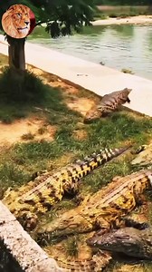 90K views · 430 reactions | 5 6 crocodile hunting video | Best Shoot | Facebook