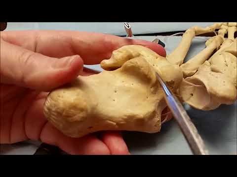 Talus - Osteology