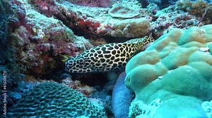 Leopard moray eel in a coral reef - Maldives underwater