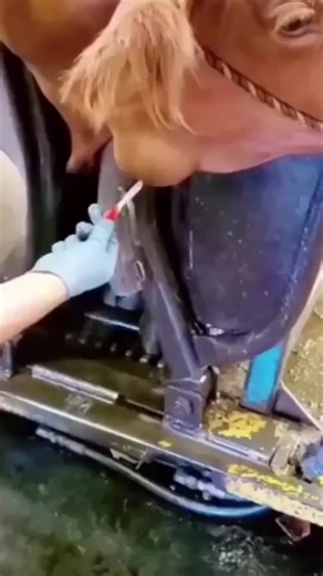 Heartwarming Animal Rescue Stories