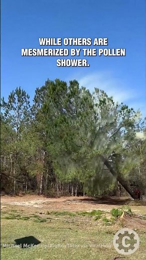 Watch This Tree Explode With Pollen as It Falls 🌳😲