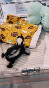 Skunk Sounds #bigcountrywildliferescue #skunksoftiktok | Yetitheabominable