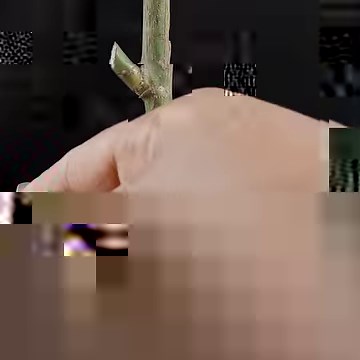 107K views · 3.4K reactions | Rose Bud Grafting | Grafting Of Rose Plant With Full Update | How To Graft On Roses | Rana Craft | Facebook