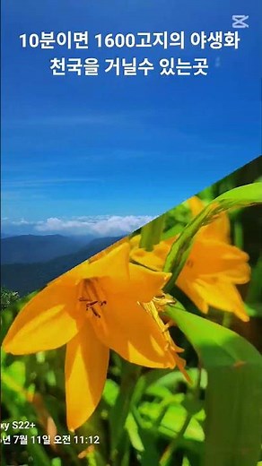 10분이면 1600고지의 야생화천국을 거닐수 있는곳 #덕유산 #덕유평전 #무주 #여름산행지 #야생화 #덕유산케이블카