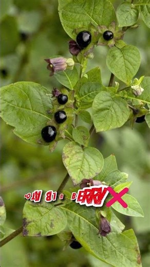 99% of People Mistake This for Blueberries! 🫐⚠️