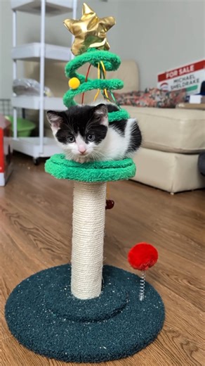 Jim & Pam = work & play #theoffice #kittens