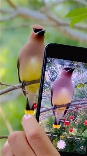 Cedar waxwing . #birdmaster #birdingparadise #birds #bird #nature #naturelovers #ornithology