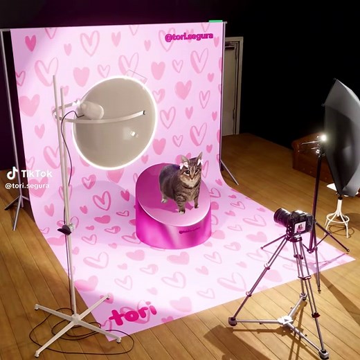 Kawaii Cat Dance Compilation: Anime-Inspired Fun