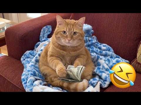 Try NOT To Laugh 😆😹 Funniest Cats & Dogs Videos 2026