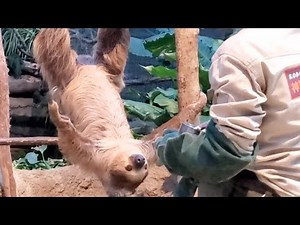 怒るナマケモノが素早いパンチを繰り出します。Angry sloth throws a quick punch 神戸どうぶつ王国