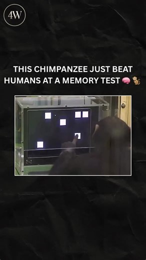 Four Weeks on Instagram: "A chimpanzee completed a short-term visual memory test with ease, a task that most humans struggle to pass. Researchers say this isn’t about overall intelligence, but task-specific ability. Chimpanzees significantly outperform humans in certain memory tasks due to different evolutionary priorities. 🐒 Media/Kyoto University’s Primate Research Institute #4ourweeks #fyp #trending #Science #Neuroscience"