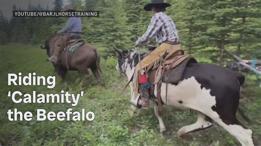 Not bull riding but ... beefalo riding?