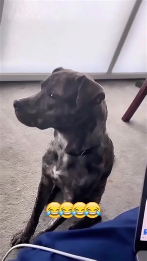 Hilarious Pet Memes That Will Make You Laugh