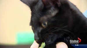 14K views · 111 reactions | It could have been cat-astrophic but a kitten that went through the recycling process is alive and well. Meaghan Craig tracks the cat’s journey from blue bin to conveyor belt and finds out how close he came to meeting his maker. | Global Saskatoon | Facebook