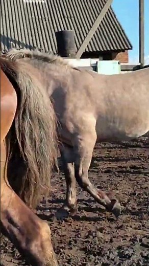 Beautiful Stallion with Mare 🐴💖 | Amazing Horse Moments on the Farm