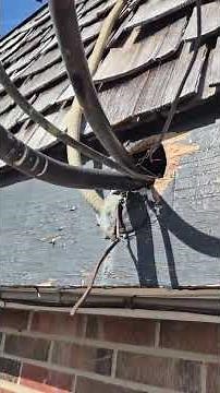 Aggressive Squirrel Damages Home – Professional Removal in Action