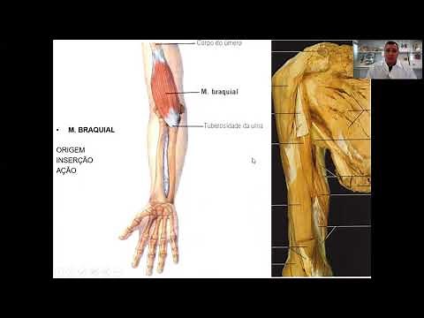 Theoretical Video Lesson: Arm Muscles