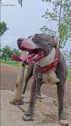 इन 3 कुत्तों में से कौनसा कुत्ता पिटबुल को हरा पायेगा 🤔 #max #pitbull #facts #dogvideos #dogshorts