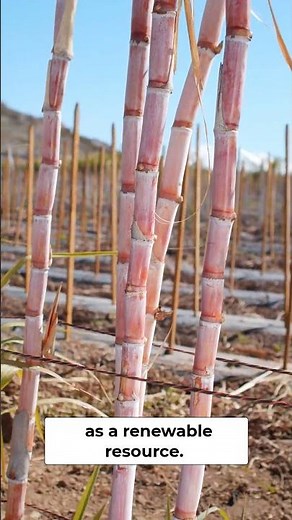Bamboo Grows So Fast, It's Measured In Miles Per Hour.
