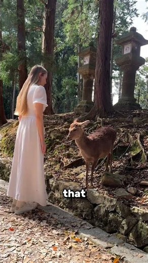 Bowing Deer of Japan 🦌🇯🇵