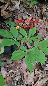 #강원도산삼산행 #오리지날산삼 #전방산행 #지종산삼 #천종산삼 #무조산 #산나물 #산삼