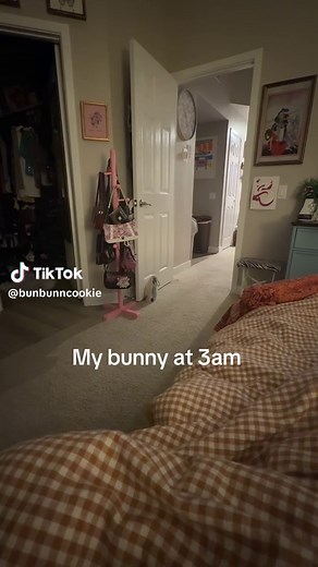 Bunny Enrichment Activities for Your Holland Lop