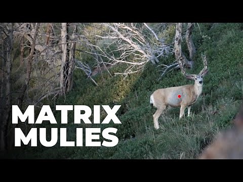 Matrix Mulies | Nevada Archery Mule Deer Hunt with Nate Simmons