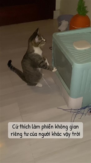 Quá là zô ziên điii á #meo #catslovers #meow #cats #mylove