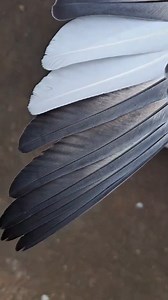 11K views · 179 reactions | Pigeons vibrate their wings for a variety...