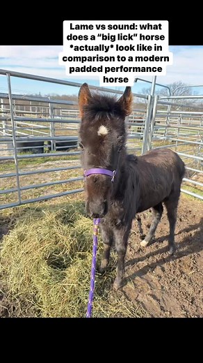The padded performance horses that I post, with the exception of this post of course, have all passed the modern inspection process carried out by USDA Veterinary Medical Officers. They are not, and have never been sored. A truly sored or “big lick” horse will never move out as fluidly as a non sored horse. #tennesseewalkinghorse #votenotothepastact #letemwalkon #gaitedhorse #horsemanship #Versatile #showhorse #horsetraining | Eighty Dollar Stables