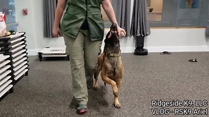 192 reactions · 13 shares | RSK9 Ariel - doing Ariel things. Awesome...