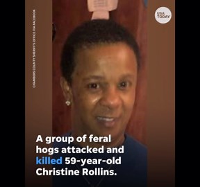 Woman attacked, killed by group of feral hogs outside Texas home