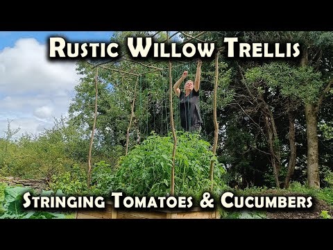 Farmhouse Tomatoes: Stringing Tomato Plants Our Way (And Cucumbers Too)