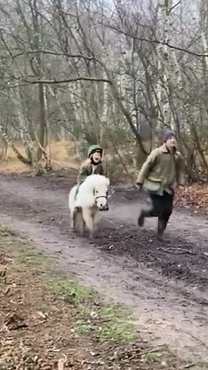 Adorable Baby Shetland Pony Galloping Happily