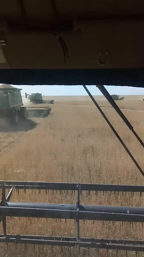 Combine Harvester in Action: Wheat Field Operations